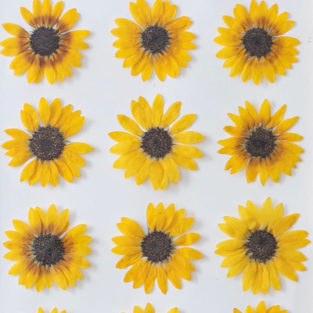 herbier-fleurs-de-tournesol